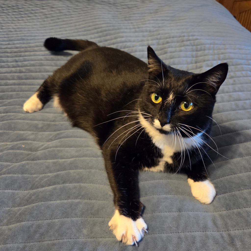 Cat Icon
