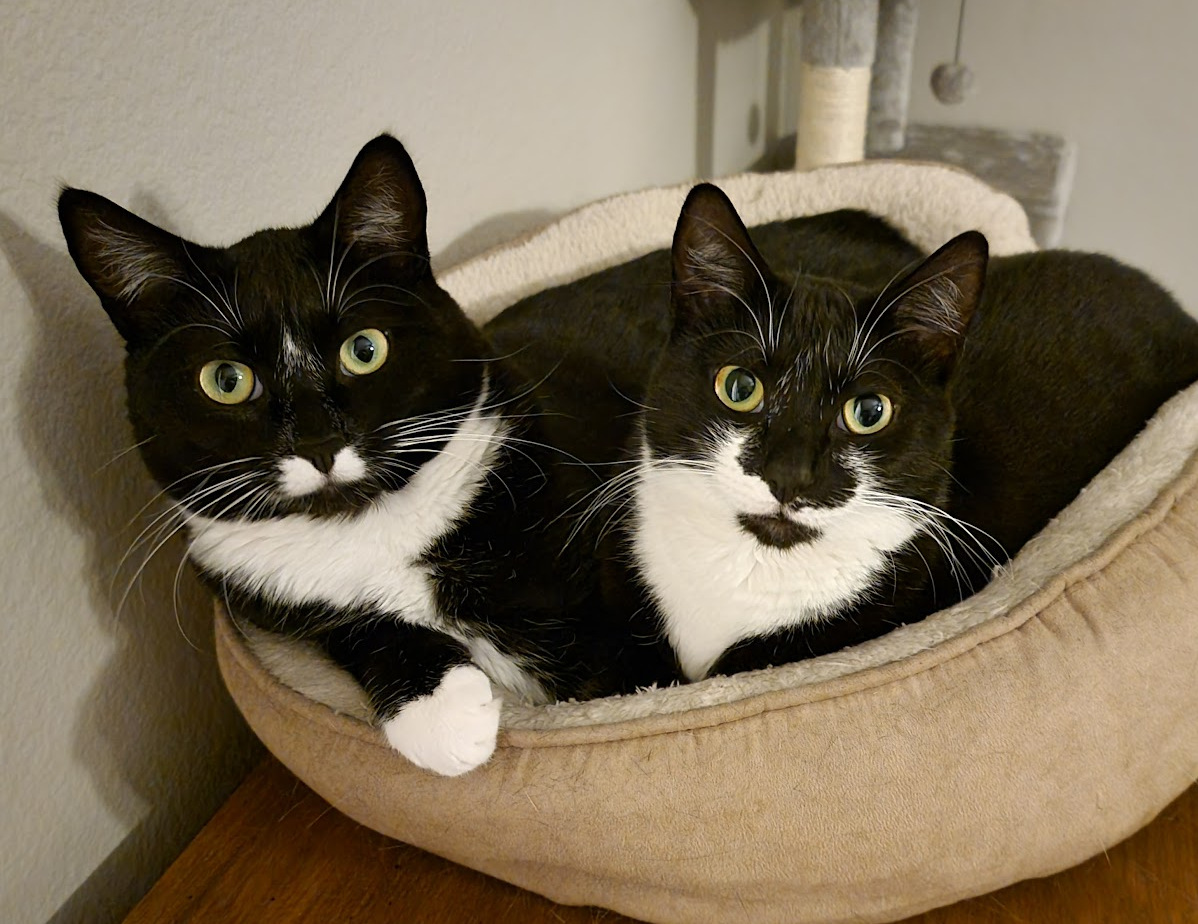 Cat Icon
